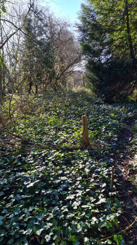 The station had two permanent platforms and a bridge over the line which connected the two. This shot was taken from what would have been the track.