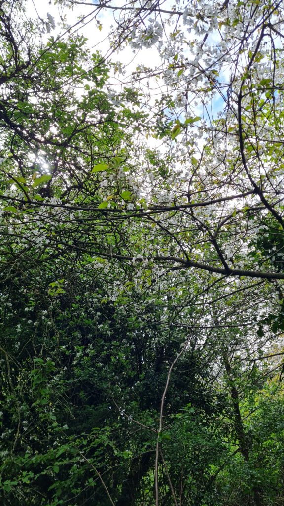 Patch of blossoming trees on the Mill Hill Old Railway Nature Reserve walk.